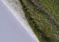 Pseudognaphalium macounii