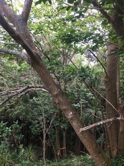 Erythrina ×sykesii