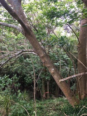 Erythrina ×sykesii