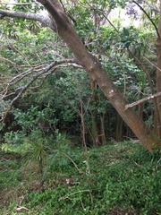 Erythrina ×sykesii