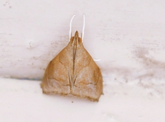 Odontiinae