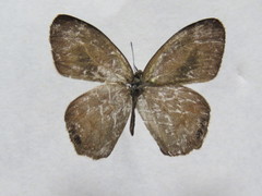 Cyllopsis pephredo