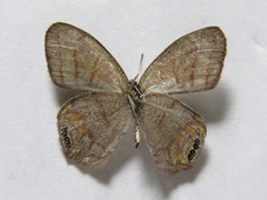 Cyllopsis pephredo