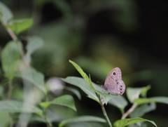 Ypthima angustipennis