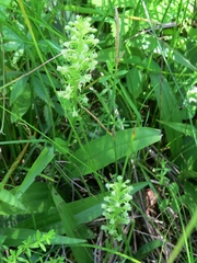 Platanthera flava herbiola