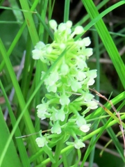 Platanthera flava herbiola