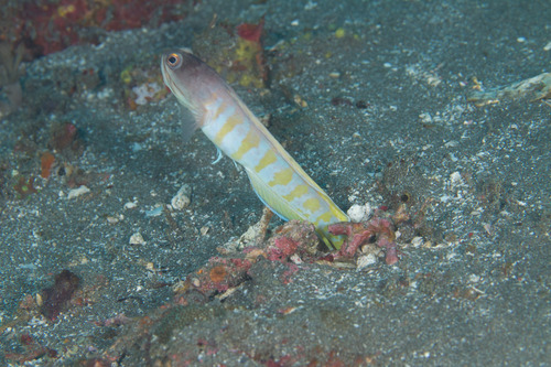 Opistognathus observed 2014-05-20