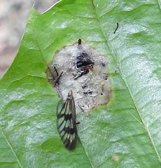 Furia ithacensis