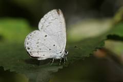 Celastrina lavendularis himilcon