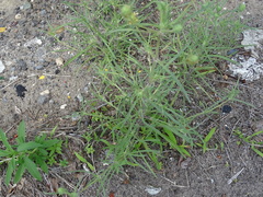 Plantago arenaria
