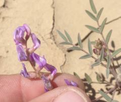 Astragalus prorifer