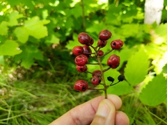 Actaea × ludovicii