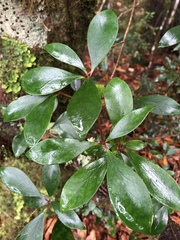 Ternstroemia gymnanthera