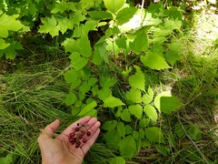Actaea × ludovicii