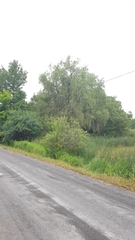 Salix × fragilis vitellina