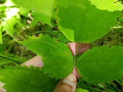 Actaea × ludovicii