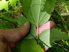 Actaea × ludovicii