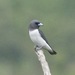 Woodswallows - Photo (c) Lip Kee Yap, some rights reserved (CC BY-SA)