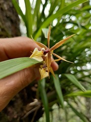 Prosthechea pastoris