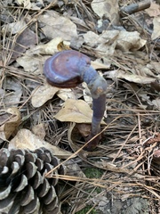 Ganoderma martinicense