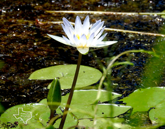 Nymphaea elegans