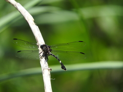 Phyllogomphoides suasus