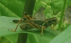 Melanoplus sanguinipes