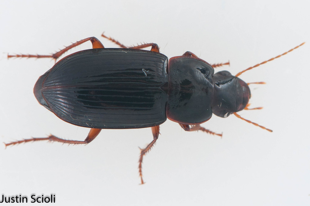 Notiobia ground beetle