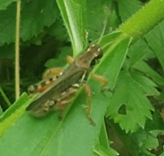 Melanoplus sanguinipes