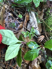 Lysimachia ardisioides