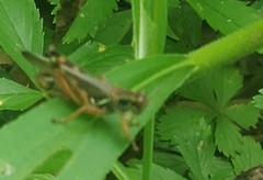 Melanoplus sanguinipes