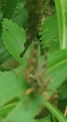 Melanoplus sanguinipes