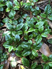 Lysimachia ardisioides
