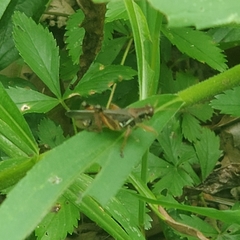Melanoplus sanguinipes