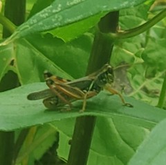 Melanoplus sanguinipes