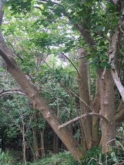Erythrina ×sykesii
