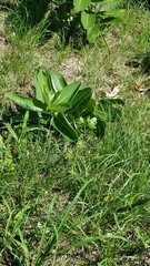 Asclepias syriaca