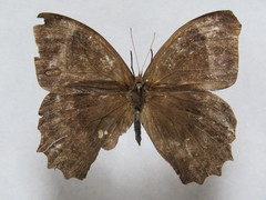 Taygetis uncinata