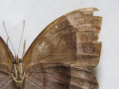 Taygetis uncinata