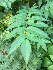 Ailanthus altissima