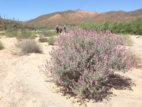 Silver prairie clover (Dalea bicolor)