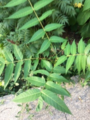 Ailanthus altissima