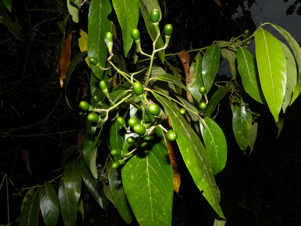 Nectandra
