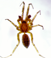 Phrurotimpus alarius