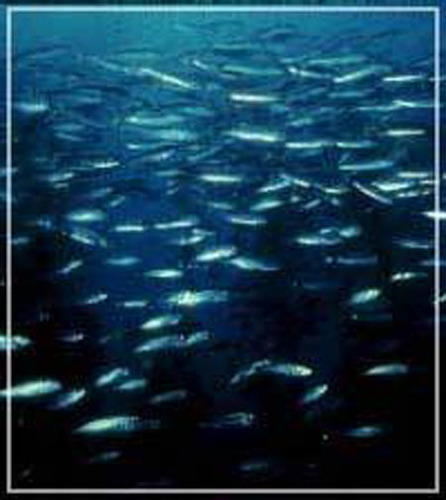 King Mackerel
