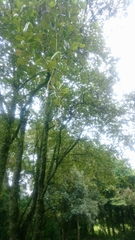 Alnus jorullensis