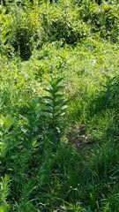 Asclepias syriaca