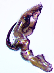 Phrurotimpus alarius