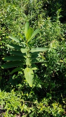 Asclepias syriaca