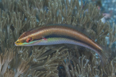 Stethojulis interrupta